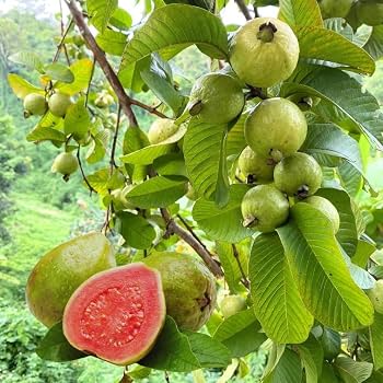 Taiwan Pink Guava (2 ft) Plants — Guava sapling available at Agro Nursery Garden